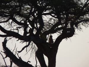 Cheetah climbing the tree.
