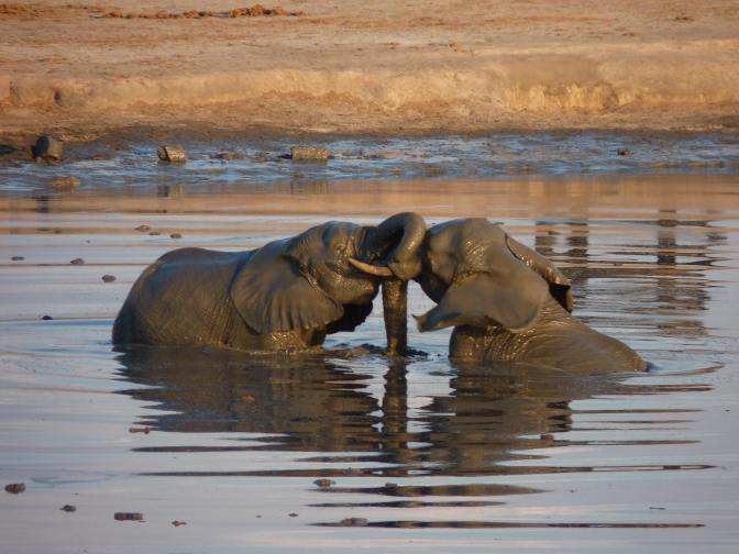 elephants playing hwange waterhole