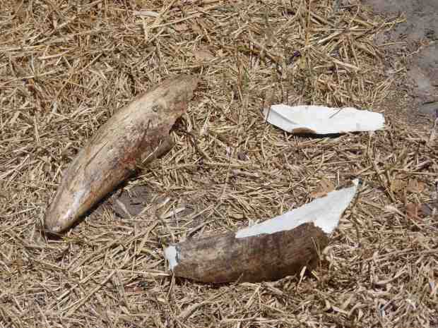 broken tusks at Shumba copy