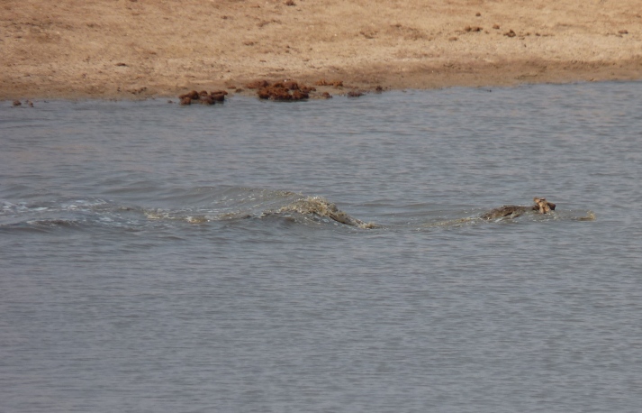 The Crocodile swims away with the freshly caught Impala just before it was chased by the Hippos for the first time.