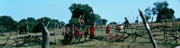 cropped-cropped-t-mara-maasai-treating-their-cattle-kilai.jpg