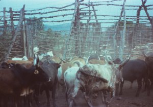 Intona cattle kraal cropped