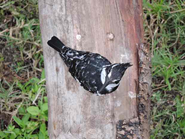 We surprised this pied kingfisher from the bridge.