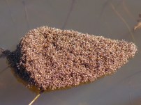 The largest ant raft.