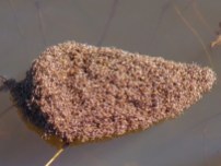The largest ant raft.