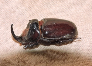 oryctes-boas-rhynoceros-beetle-copy