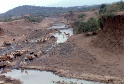 Maasai and their cattle, frequently found on the Magadi road.