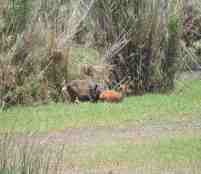 A female sitatunga and offspring at the Pontoon swamp.