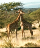 Ret giraffe samburu np necking 2 copy